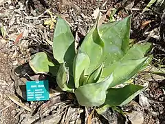 Agave celsii