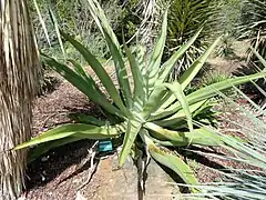 Agave vilmoriniana