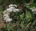 Ageratina anisochroma