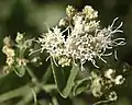 Ageratina herbacea