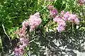 Ageratum corymbosum