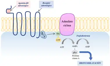 Mecanismo de acción. Agonista de receptor beta 2 adrenérgico