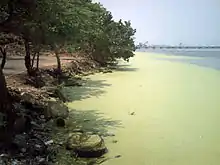 Aguas del lago de Maracaibo en Venezuela, contaminadas por Lemna minor.