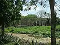 Edificio de la vieja desfibradora de Aké en ruinas.