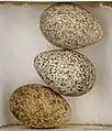 Huevos de  Alauda arvensis .