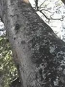 Tronco Albizia adianthifolia