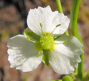 Flor de perianto y androceo verticilados (Alisma plantago-aquatica), 3 sépalos en el primer verticilo, 3 pétalos en el segundo verticilo, piezas de uno y otro verticilo alternadas.