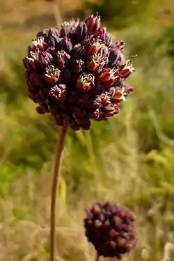 Ajo negro (Allium melananthum).