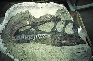 Cráneo de Allosaurus.