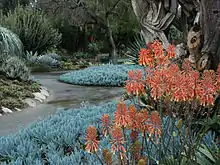 Aloe saponaria (Zebra o aloe Africano) y tiras azules de la suculenta Senecio mandraliscae, mostrando senderos y diseños en el jardín.