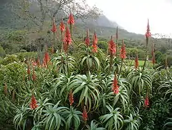 Aloe y Agave son muy parecidos vegetativamente por convergencia (pertenecen a familias diferentes). En Aloe, como es típico en inflorescencias indeterminadas, las flores maduran de la base hacia el ápice, donde se encuentra el meristema apical.