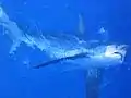 Un pez zorro enganchado a un palangre: este tiburón es capturado comercialmente por muchos países.
