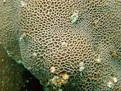 Alveopora sp. mostrando el coralum sin pólipos, en Koh Phangan, Tailandia