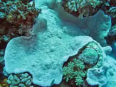 Colonia incrustante de Alveopora spongiosa con pólipos retraídos, en isla Lizard, Australia