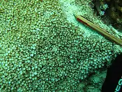 Colonia incrustante de Alveopora spongiosa con pólipos expandidos, en isla Mer, Australia