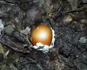 Oronja en fase de huevo, antes de desarrollarse completamente el basidiocarpo.