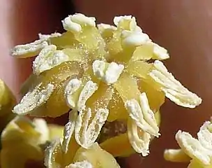 Estambres "algo laminares" en la flor masculina de Amborella trichopoda, la "angiosperma basal".