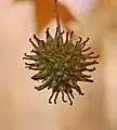 Se llama cápsulas a los frutos dehiscentes. Aquí, una inflorescencia de cápsulas aún cerradas en Liquidambar styraciflua. En este caso, no todos los pistilos maduran en una cápsula, por eso algunos son muy pequeños.