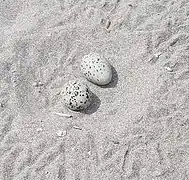 Un nido de ostrero americano en una concurrida playa de Lima.