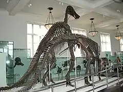 Dos esqueletos de Edmontosaurus annectens.