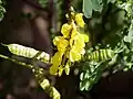 Amorpha fruticosa flores y vainas del "Falso Índigo", planta procedente de Norteamérica en el Jardín Botánico.