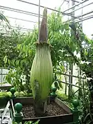 Inflorescencia del Amorphophallus titanum.