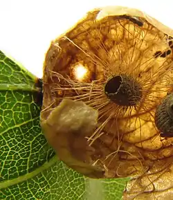 Agalla de Amphibolips quercusinanis en roble