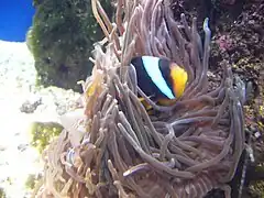 A. allardi en el Aquarium Finisterrae, Coruña, España