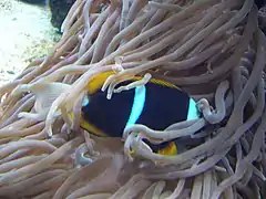 A. allardi en el Aquarium Finisterrae, Coruña, España