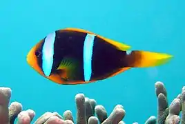 Amphiprion chrysopterus