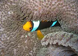 A. chrysopterus en, Stichodactyla sp, Islas del Almirantazgo