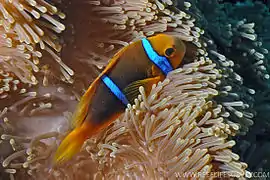 A. chrysopterus en Heteractis magnifica, islas Sociedad, Polinesia Francesa