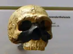 Amud 1, un neandertal de 53 000 años con la capacidad craneana más grande del registro fósil, 1740 cm³.