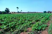 Campo de okra en Nigeria