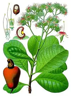 Anacardium occidentale L.