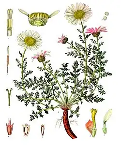 Anacyclus pyrethrum (L.) Link