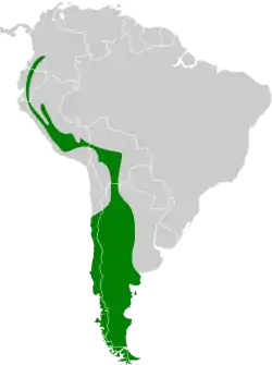 Distribución geográfica del cachudito piquinegro.
