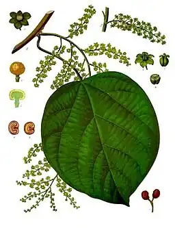 Anamirta cocculus (L.) Wight & Arn.