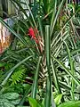 Planta de Ananas comosus, la piña o ananá.