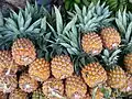 Piñas o Ananas (Ananas comosus)