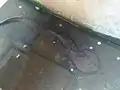 Salamandra gigante china