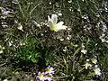 Anemone baldensis.