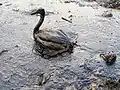 Ave contaminada por derrame de petróleo en el Lago de Maracaibo