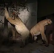 Modelos exhibidos en el Museo de Historia Natural de Basilea