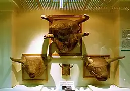 Cabezas de toro procedentes de Çatalhöyük