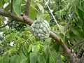 Anón (Annona squamosa)