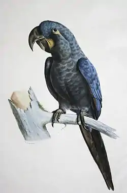 Guacamayo Glauco