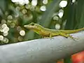 Anolis aeneus