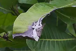 Anolis pentaprion