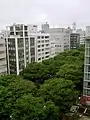 Como árboles de sombra en una avenida de Sendai, Japón